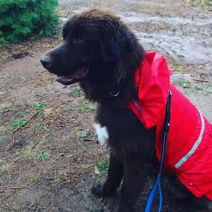 Meet your Posher, Molly